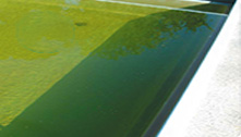 游泳池水体藻类